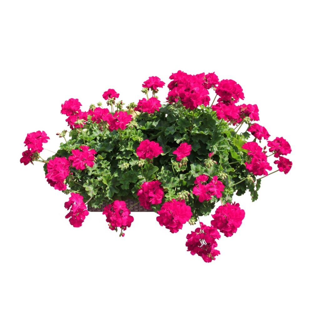 Květinové truhlíky - Nestárnoucí klasika Lavender Lechuza Stone