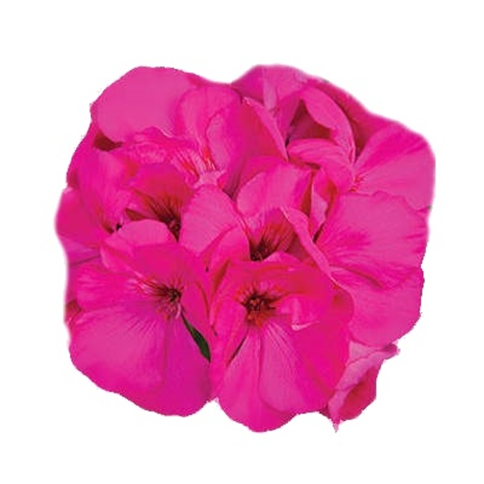 Nestárnoucí klasika Lavender Lechuza-0