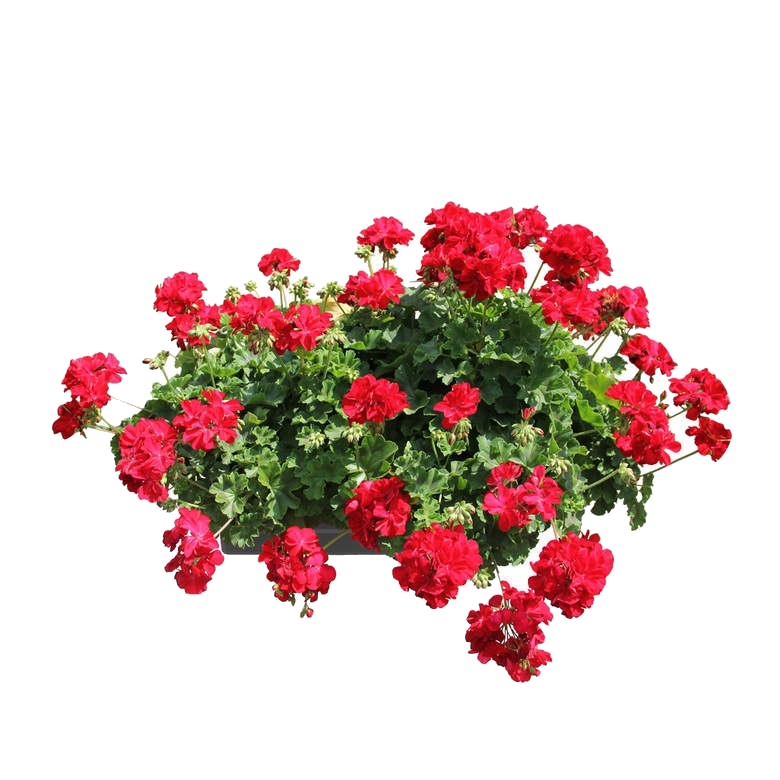 Květinové truhlíky - Nestárnoucí klasika Red Lechuza Stone