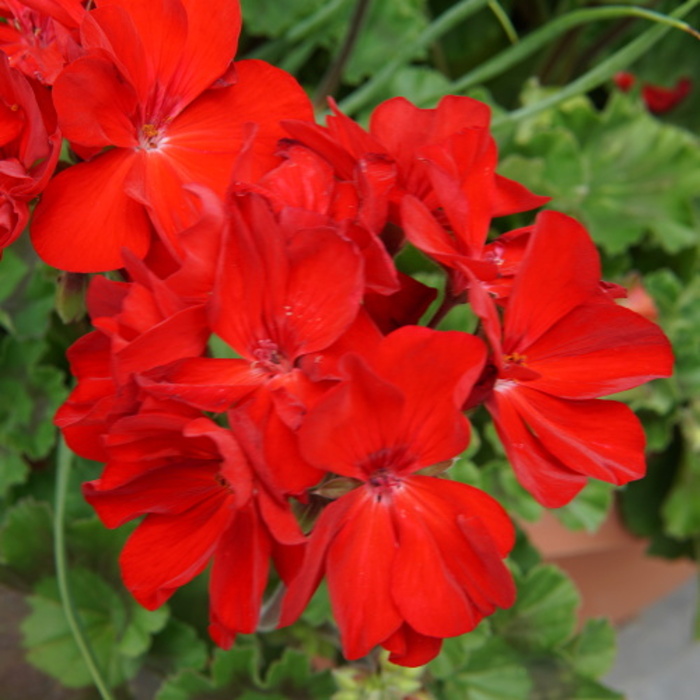 Nestárnoucí klasika Red-0