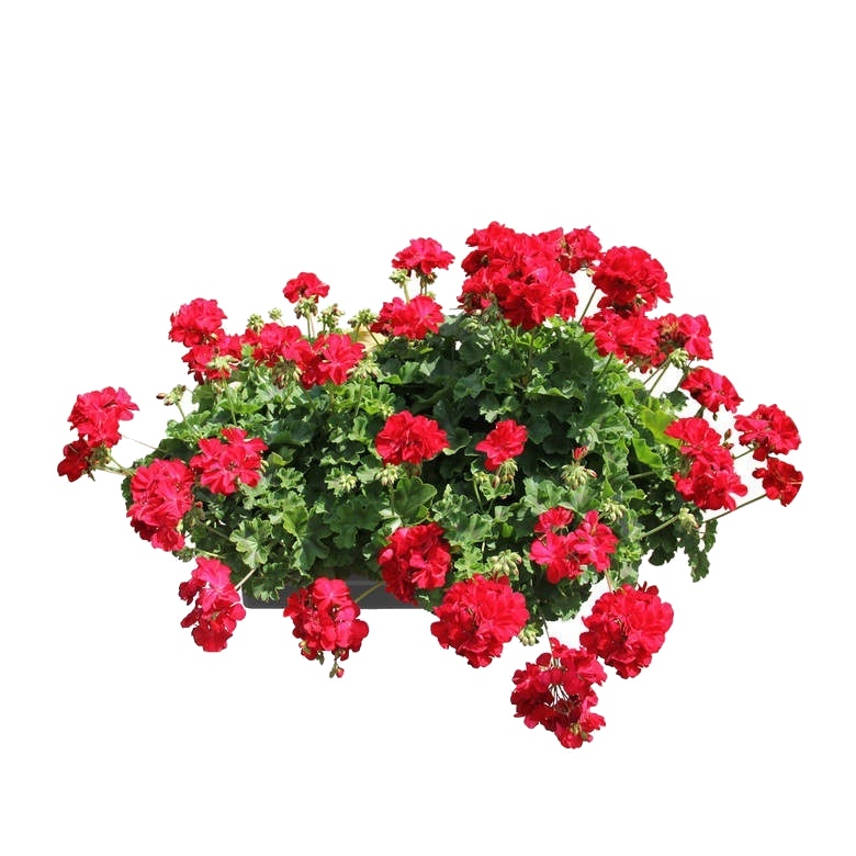 Květinové truhlíky - Nestárnoucí klasika Red