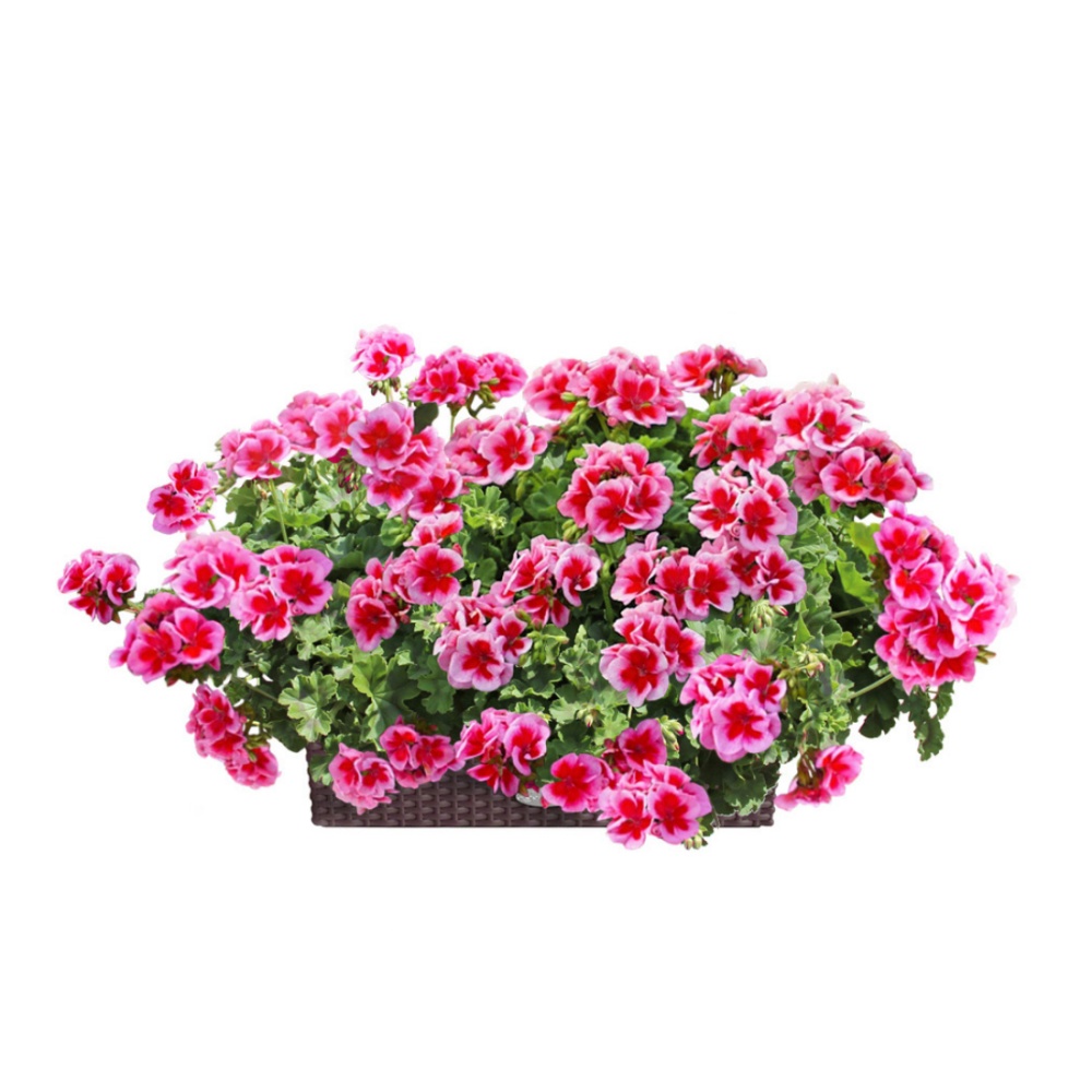 Květinové truhlíky - Nestárnoucí klasika Rose Lechuza Stone