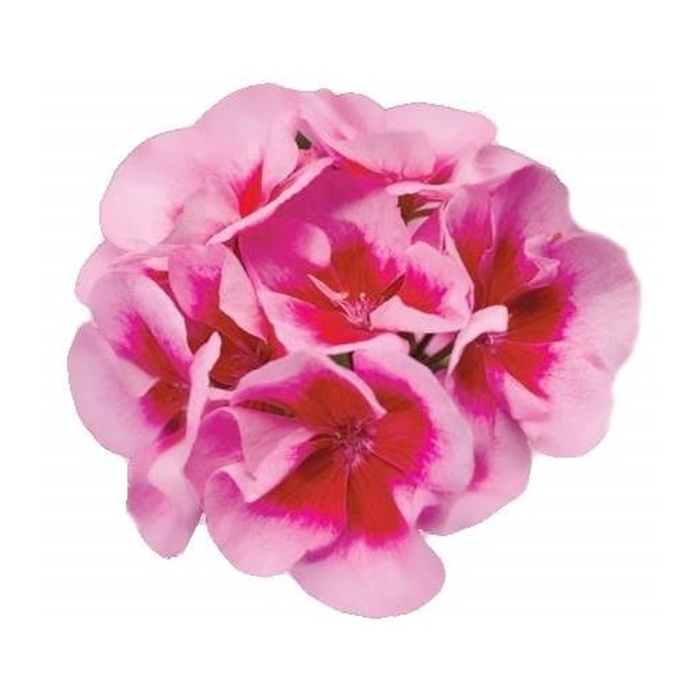 Nestárnoucí klasika Rose-0