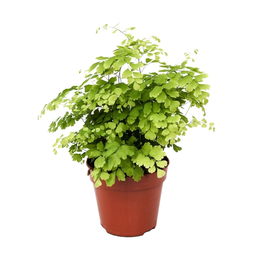 Okrasné pokojové rostliny - Netík květináč 12cm