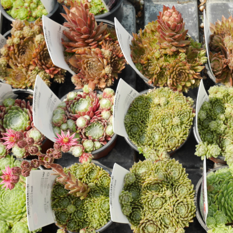 Skalničky - Netřesk sorty 9cm