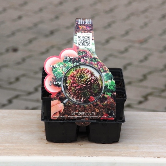 Skalničky - Netřesky mix 6pack