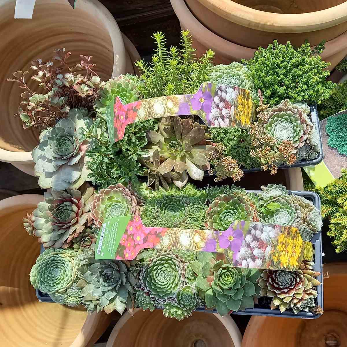 Skalničky - Netřesky, rozchodníky mix 10 pack