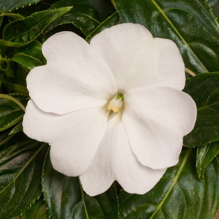 Vzpřímené balkonové květiny - Netýkavka bílá 4ks 11cm