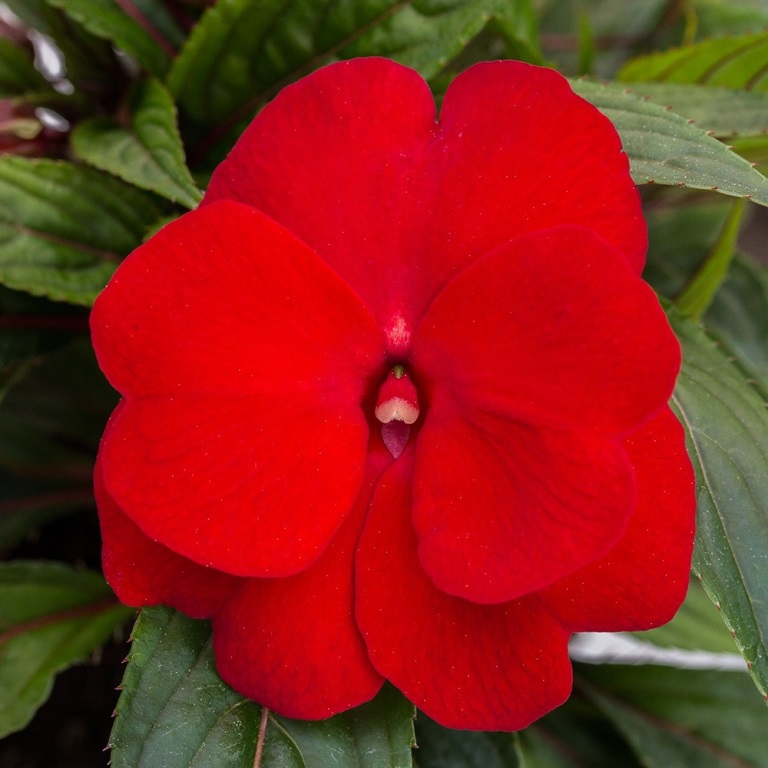 Vzpřímené balkonové květiny - Netýkavka červená 4ks 11cm