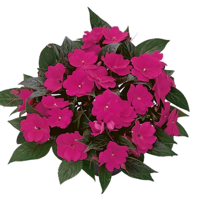 Vzpřímené balkonové květiny - Netýkavka fialová 4ks 11cm