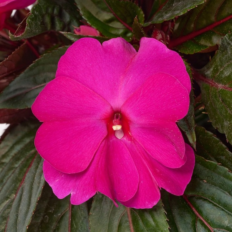 Vzpřímené balkonové květiny - Netýkavka růžová 4ks 11cm