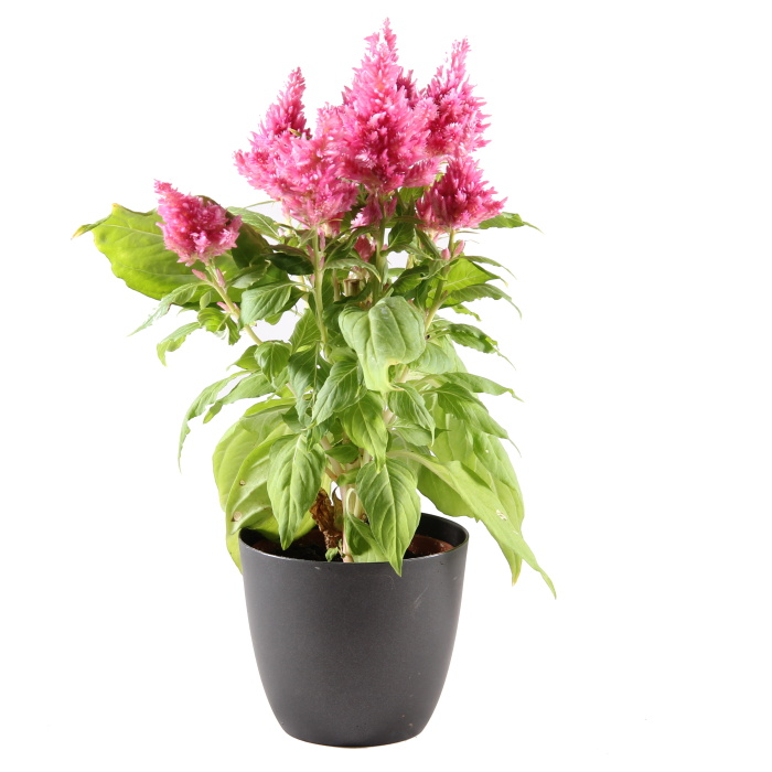 Kvetoucí pokojové rostliny - Nevadlec Caracas květináč 12cm