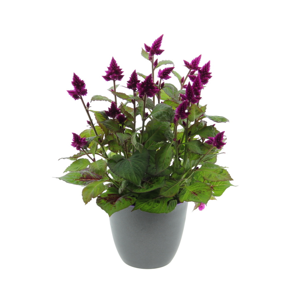 Nevadlec Caracas květináč 12cm-0