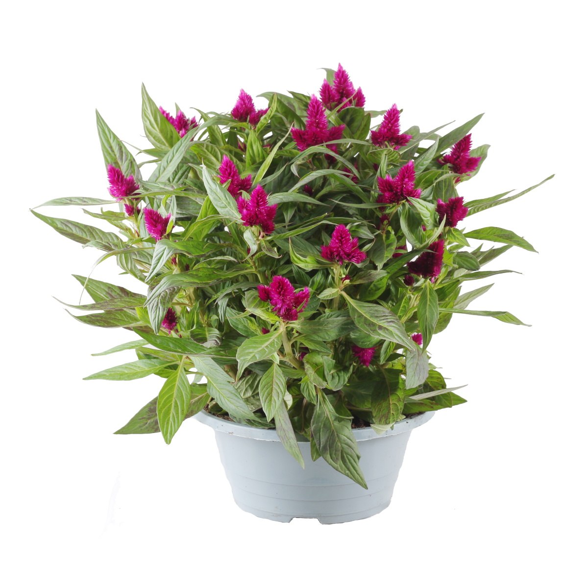 Nádobové květiny - Nevadlec Caracas miska 23cm