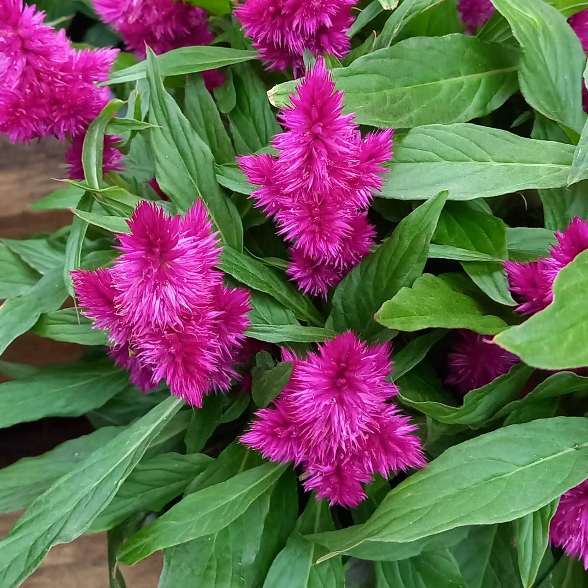 Nevadlec Caracas miska 23cm-0