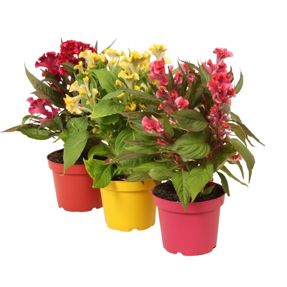 Nádobové květiny - Nevadlec hřebenitý Hot Topic květináč 12cm