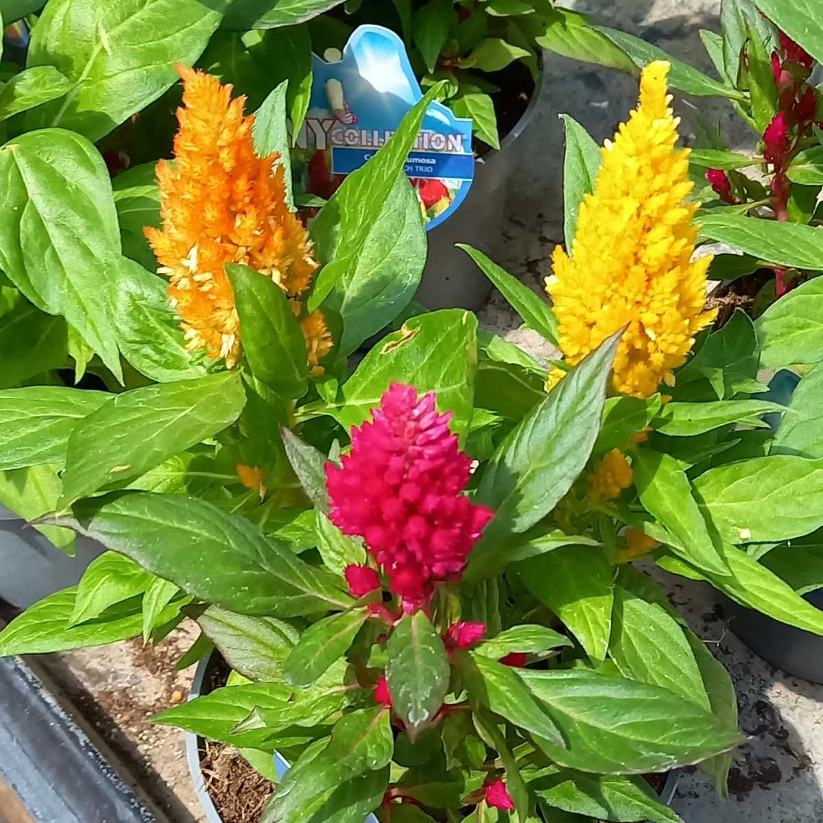 Nádobové květiny - Nevadlec latnatý mix květináč 13cm