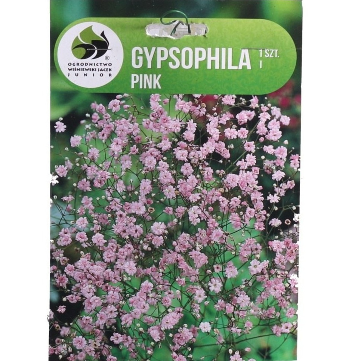 Ostatní jarní cibuloviny - Nevěstin závoj, šater Pink 1ks