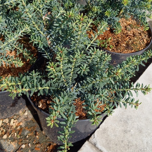 Zakrsle rostoucí jehličnany - Nohoplod Lawrencův 'Blue Gem' 2 litry