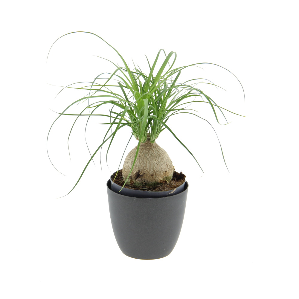 Okrasné pokojové rostliny - Nolina, sloní noha 1 výhon, květináč 12cm