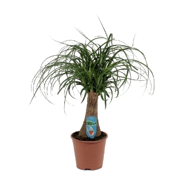 Okrasné pokojové rostliny - Nolina, sloní noha 1 výhon, květináč 14cm