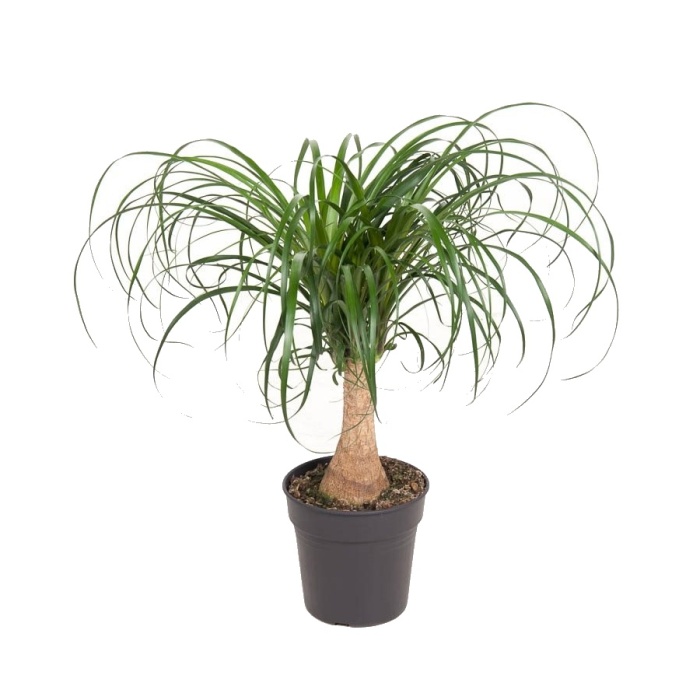 Pokojové rostliny okrasné listem - Nolina, sloní noha 1 výhon, květináč 17cm