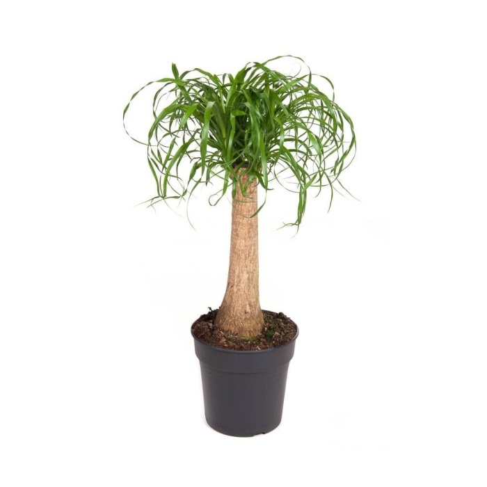 Okrasné pokojové rostliny - Nolina, sloní noha květináč 24cm