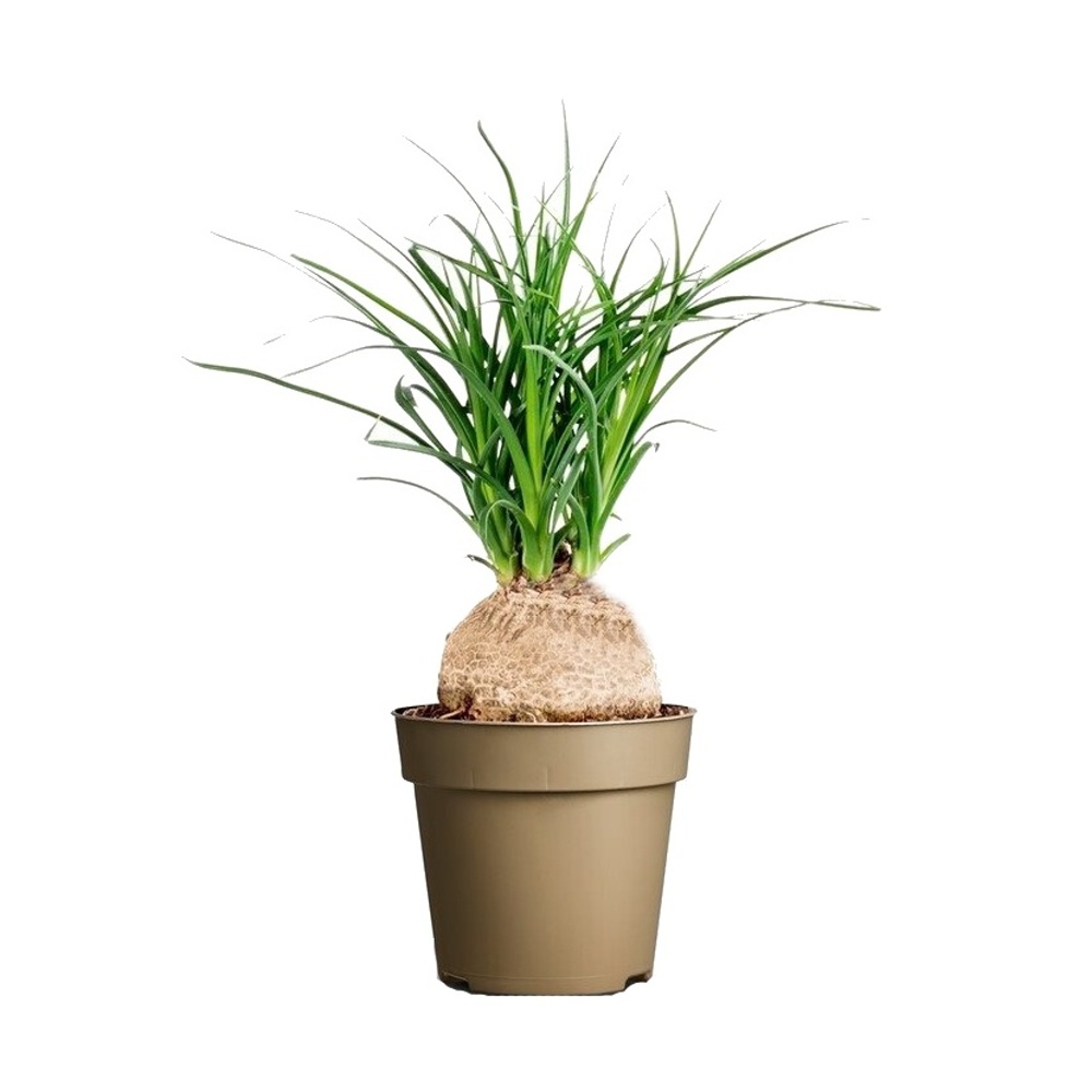 Okrasné pokojové rostliny - Nolina, sloní noha květináč 9cm