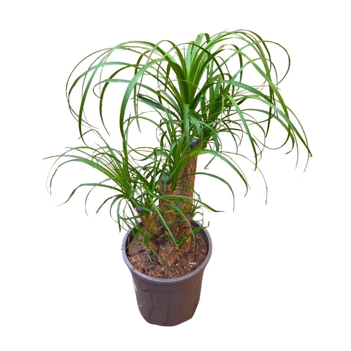 Okrasné pokojové rostliny - Nolina, sloní noha větvená, květináč 19cm