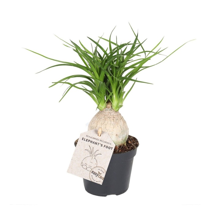 Okrasné pokojové rostliny - Nolina, sloní noha větvená, květináč 6cm