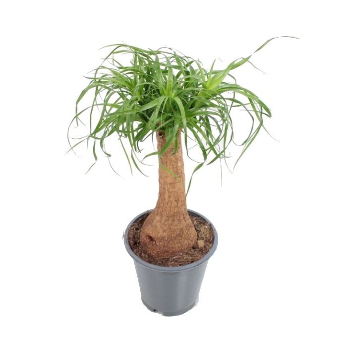 Okrasné pokojové rostliny - Nolina, sloní noha výška 60cm, 1 výhon, květináč 19cm