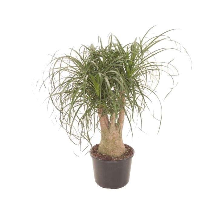 Okrasné pokojové rostliny - Nolina, sloní noha výška 70cm, větvená, květináč 26cm