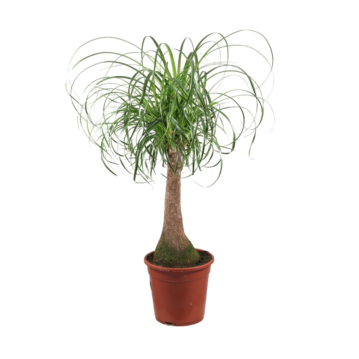 Okrasné pokojové rostliny - Nolina, sloní noha výška 80cm, květináč 21cm