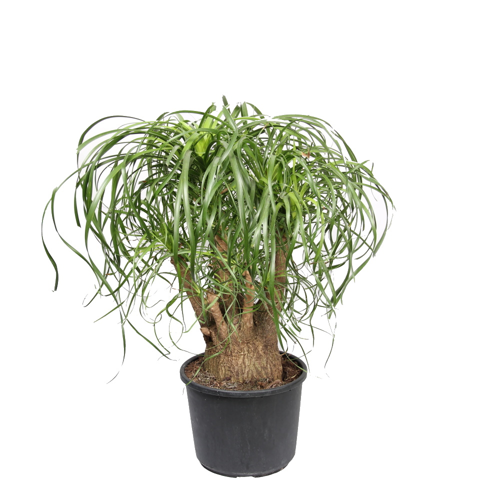 Okrasné pokojové rostliny - Nolina, sloní noha výška 80cm, květináč 27cm, větvená