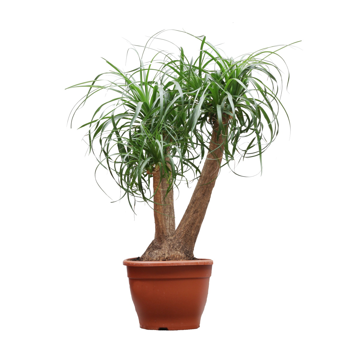 Okrasné pokojové rostliny - Nolina, sloní noha výška 90cm, květináč 30cm, větvená