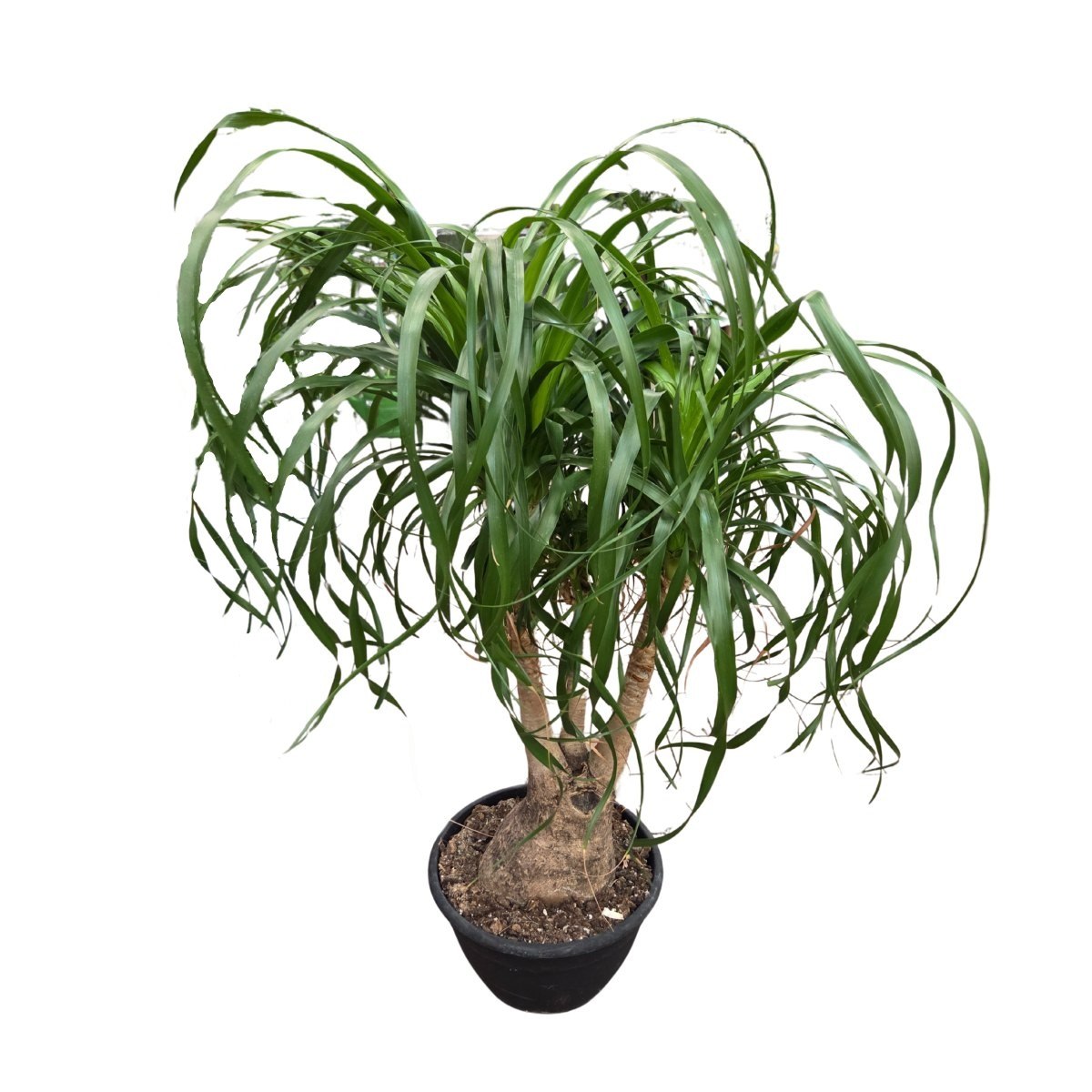 Okrasné pokojové rostliny - Nolina, sloní noha výška 95cm, větvená, květináč 26cm