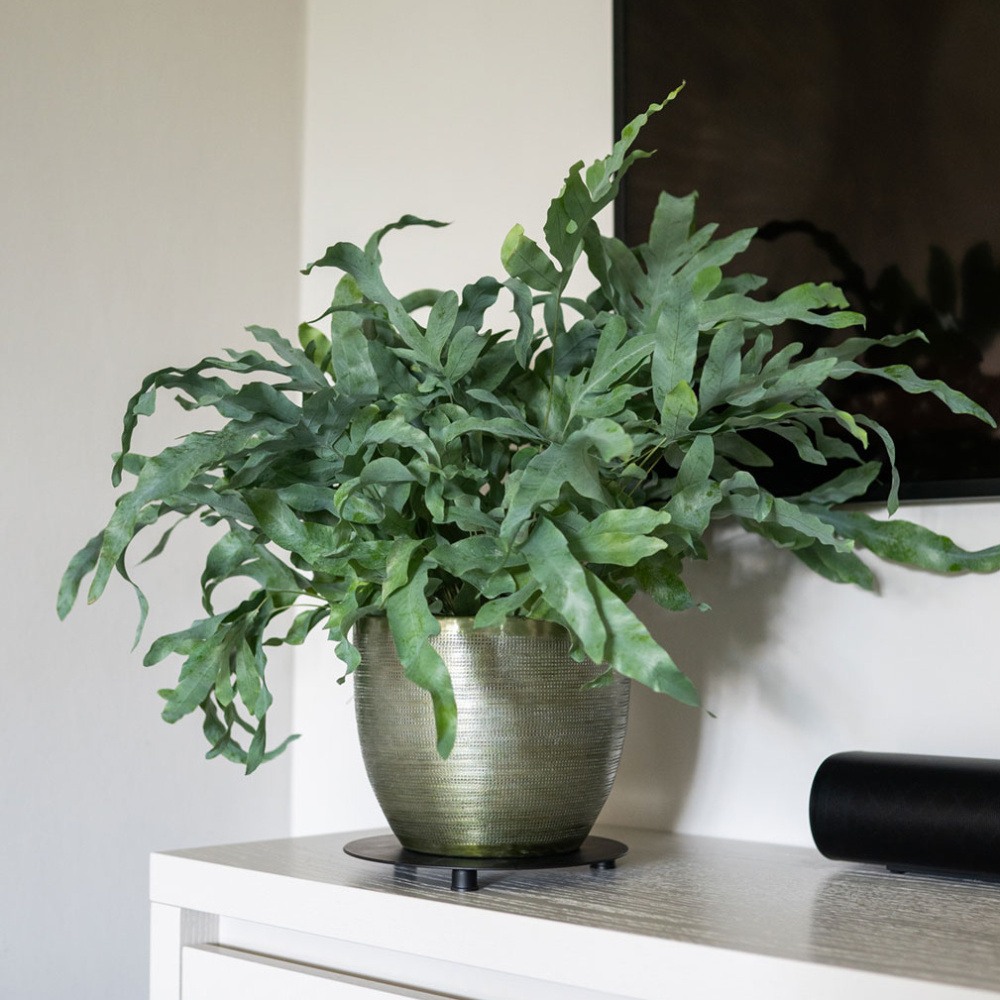 Obal kulatý ROWEN hliníkový zelený 17cm-0