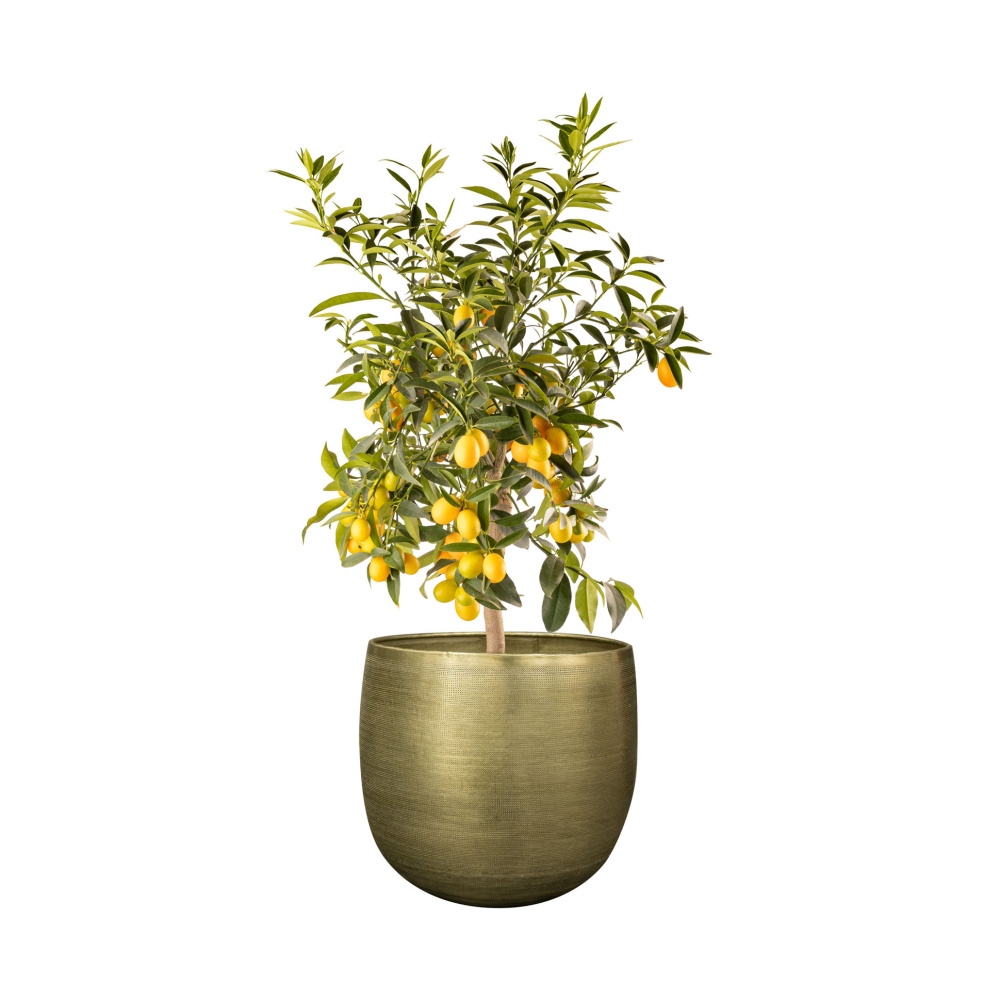 Obal kulatý ROWEN hliníkový zelený 42cm-0