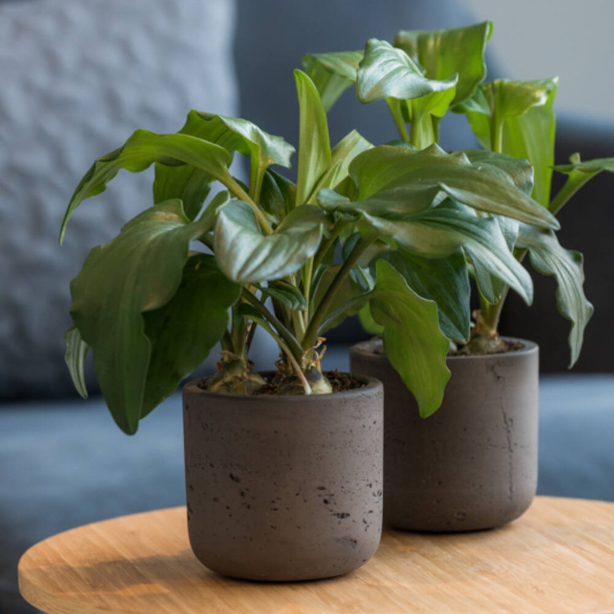 Obal na květináč kulatý CHARLIE XXS fiberclay černý 10,6cm-0