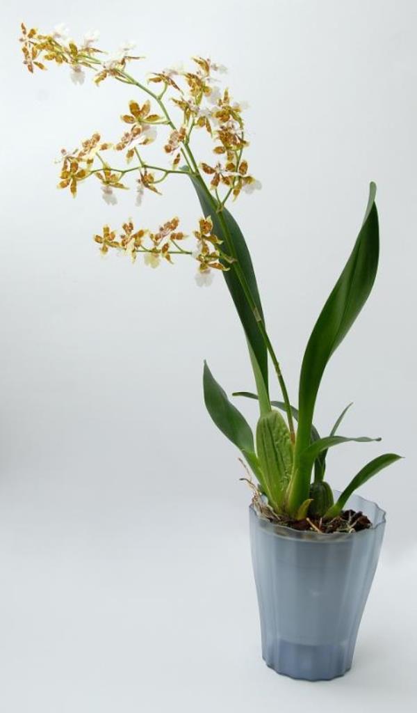 Obal na květináč orchidej OLA průsvitný plast 13cm šedá-0