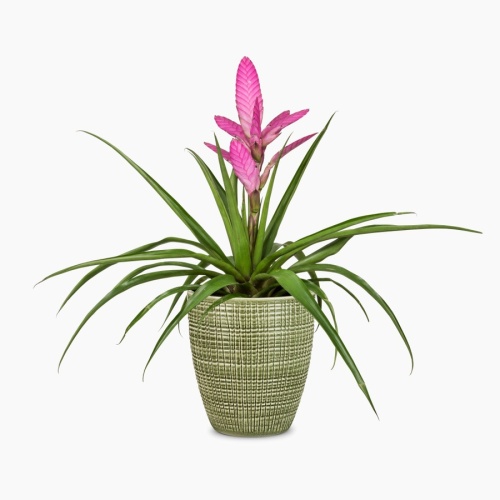 Keramické obaly - Obal na květináč orchidej Scheurich MENTA 667 keramika 13cm