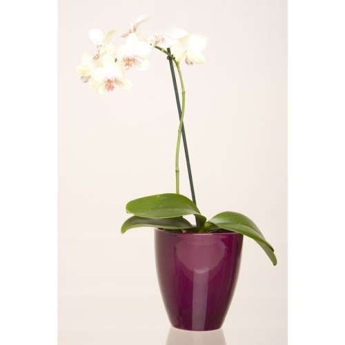 Obal na květináč orchidej Scheurich PURE VIOLET 620 keramika 13cm-0