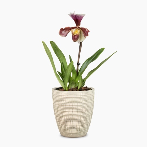 Keramické obaly - Obal na květináč orchidej Scheurich VAINILLA 667 keramika 13cm