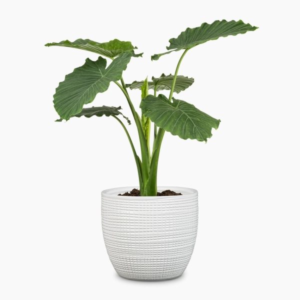 Obal na květináč Scheurich PANNA 866 keramika 25cm-0