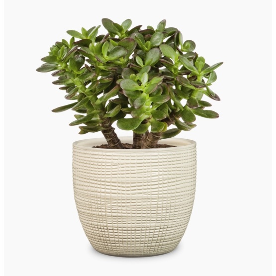 Obal na květináč Scheurich VAINILLA 866 keramika 14cm-0