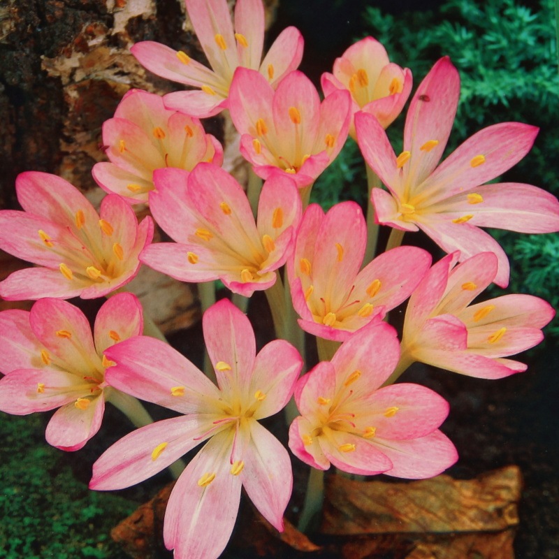 Rostliny - Ocún 1ks