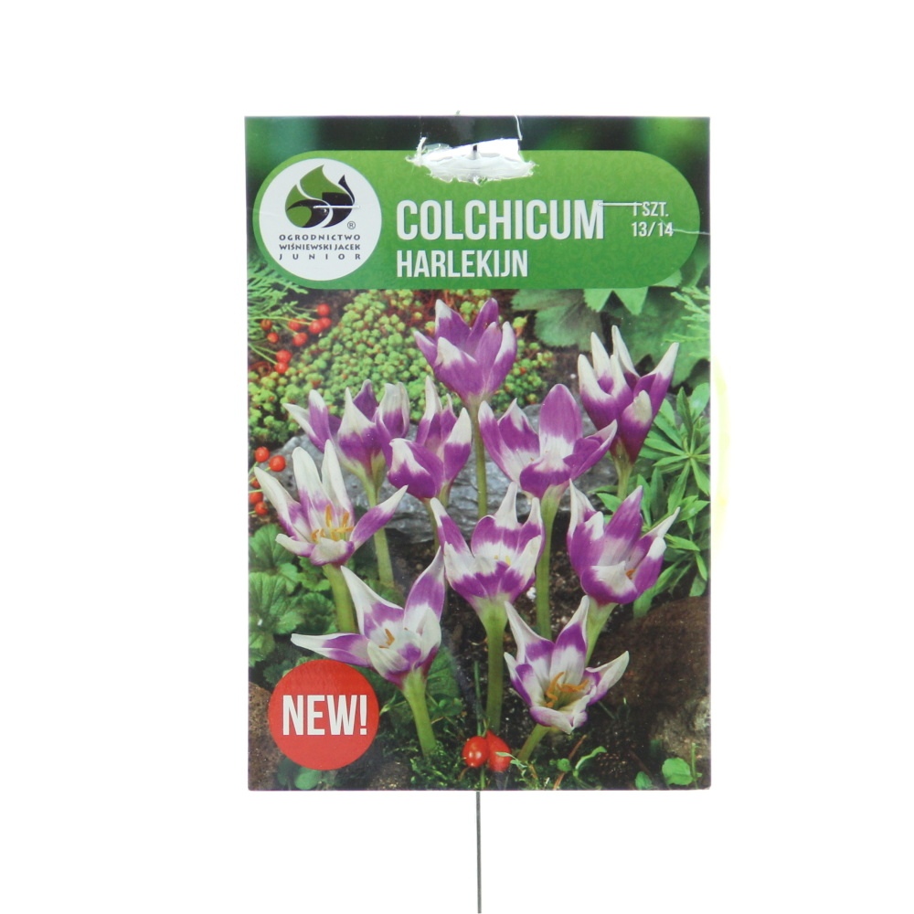 Rostliny - Ocún 'Harlekijn' 1ks