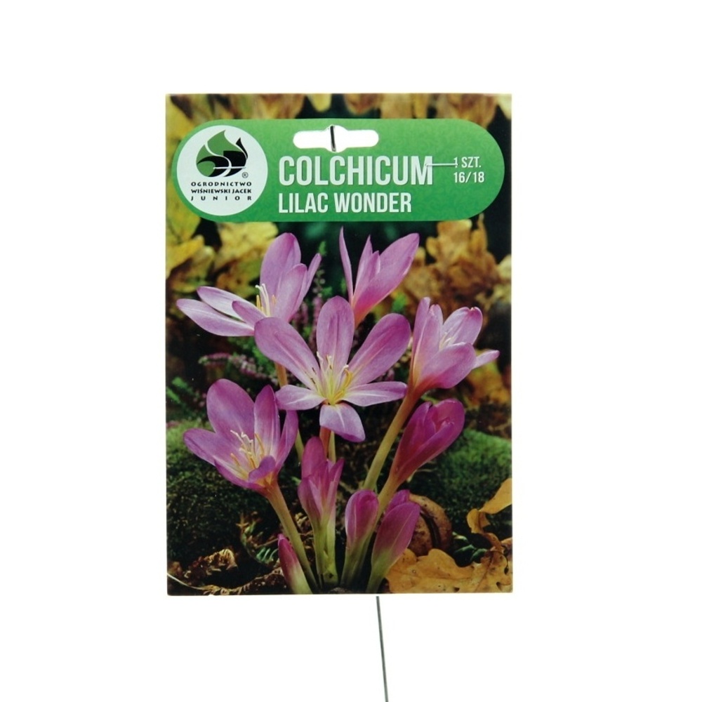 Rostliny - Ocůn Lilac Wonder 1ks