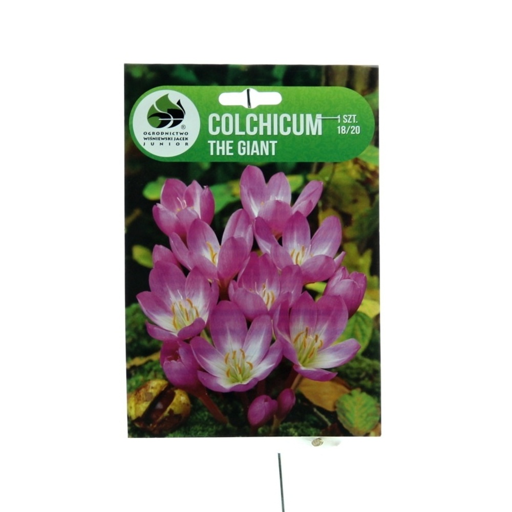 Rostliny - Ocún The Giant 1ks