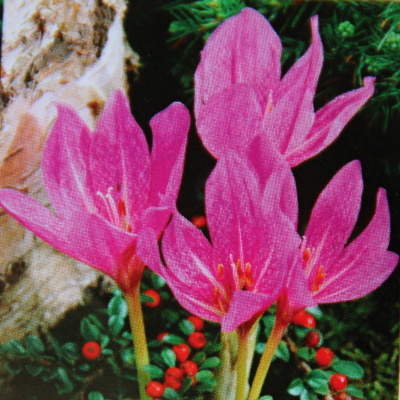 Rostliny - Ocún 'Violet Queen' 1ks